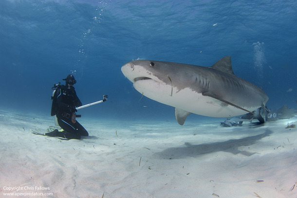 Tiger Beach en Bimini, op de Bahama's.