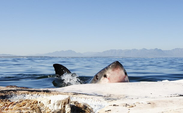 GANASCE D'ARIA A SEAL ISLAND