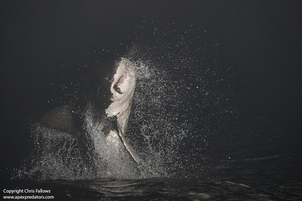 AIR JAWS AT SEAL ISLAND