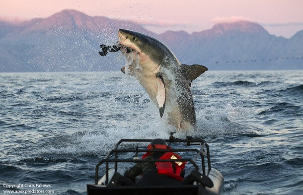 AIR JAWS À SEAL ISLAND