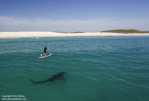 LUFTKÄNKAR PÅ SEAL ISLAND