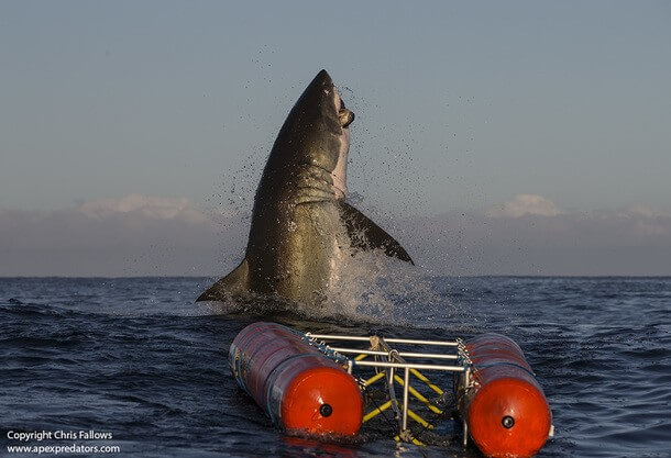 AIR JAWS AT SEAL ISLAND