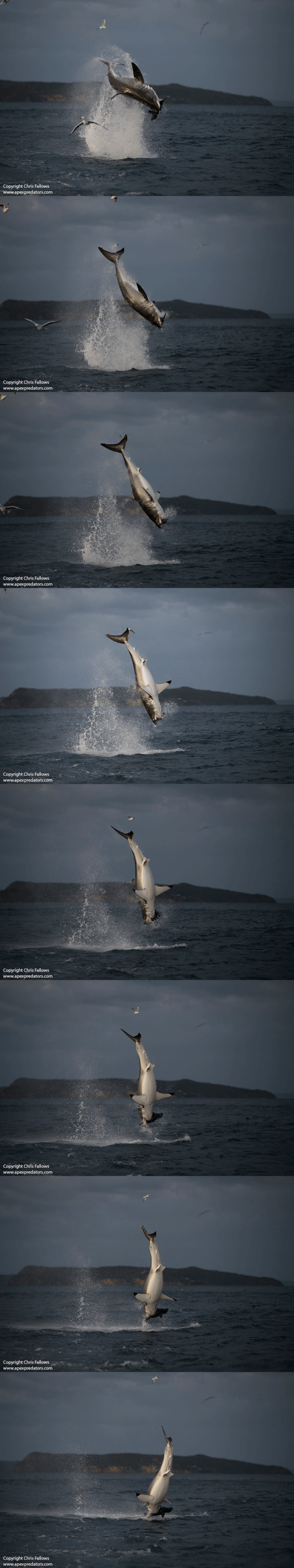 AIR JAWS AN ANDEREN STANDORTEN IN SÜDAFRIKA