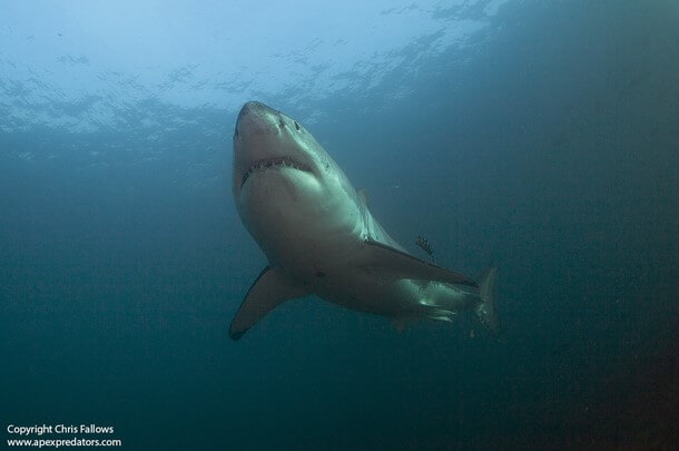 AIR JAWS ที่สถานที่อื่นในแอฟริกาใต้