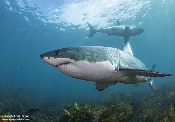 AIR JAWS AN ANDEREN STANDORTEN IN SÜDAFRIKA