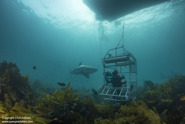 Great white Shark Cage Diving