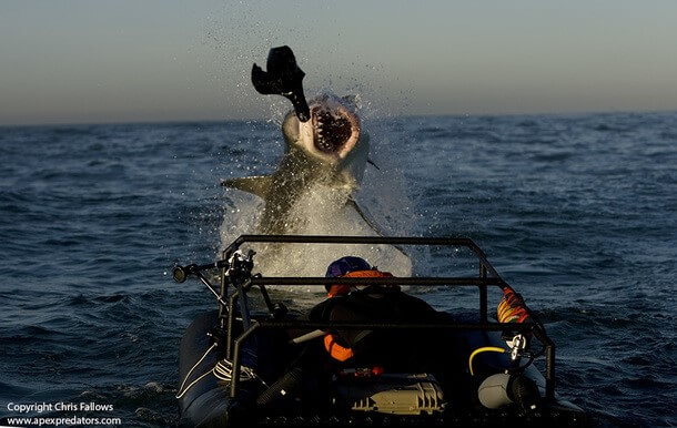 AIR JAWS À D'AUTRES EMPLACEMENTS EN AFRIQUE DU SUD