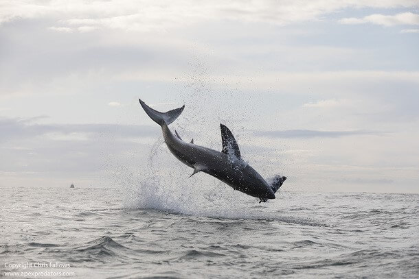 AIR JAWS OP ANDERE LOCATIES IN ZUID-AFRIKA