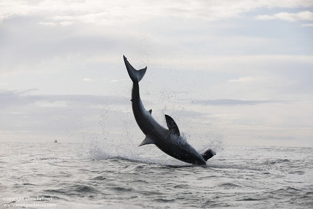 AIR JAWS OP ANDERE LOCATIES IN ZUID-AFRIKA