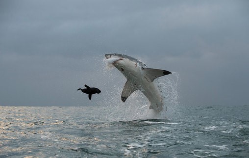 Dykning med Great White Sharks i Hermanus