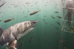 Shark Cage diving Sud Africa