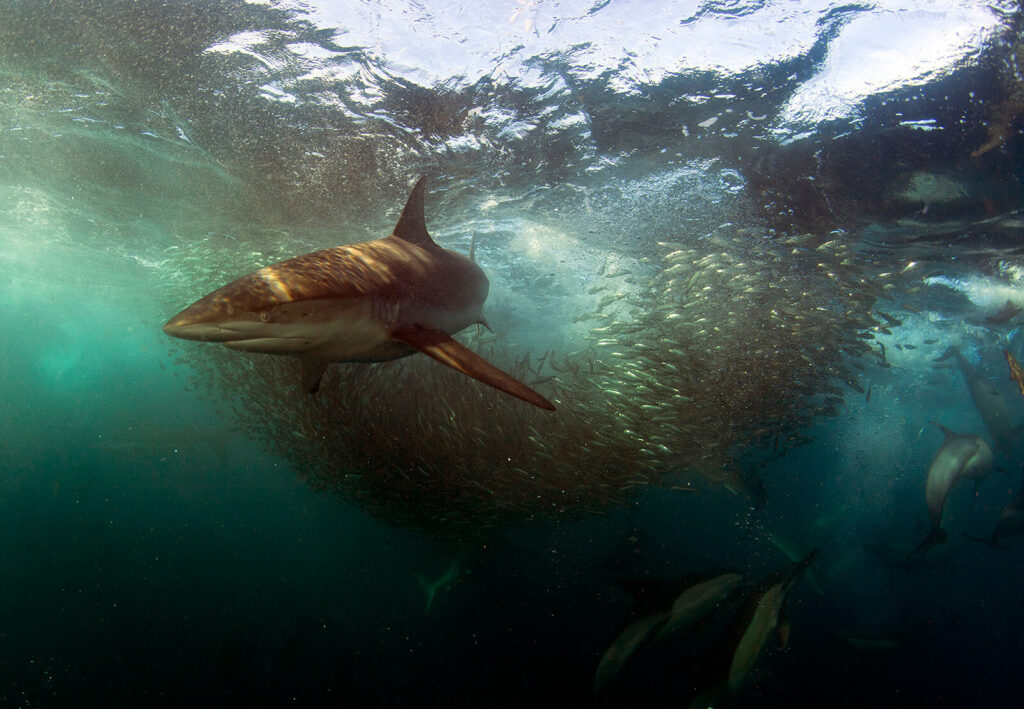 Tiburones Sardine Run