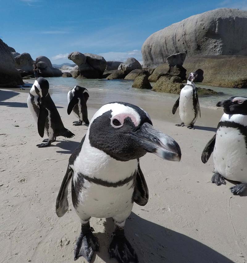 Boulders beach dichtbij Shark Cage diving Kaapstad