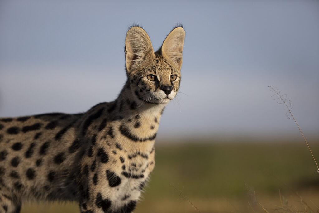 Namiri Plains