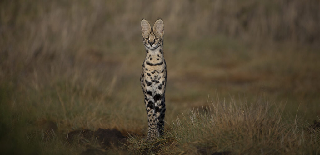 Namiri Plains