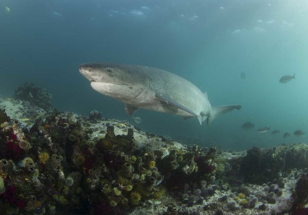 Broadnos Sevengill Shark