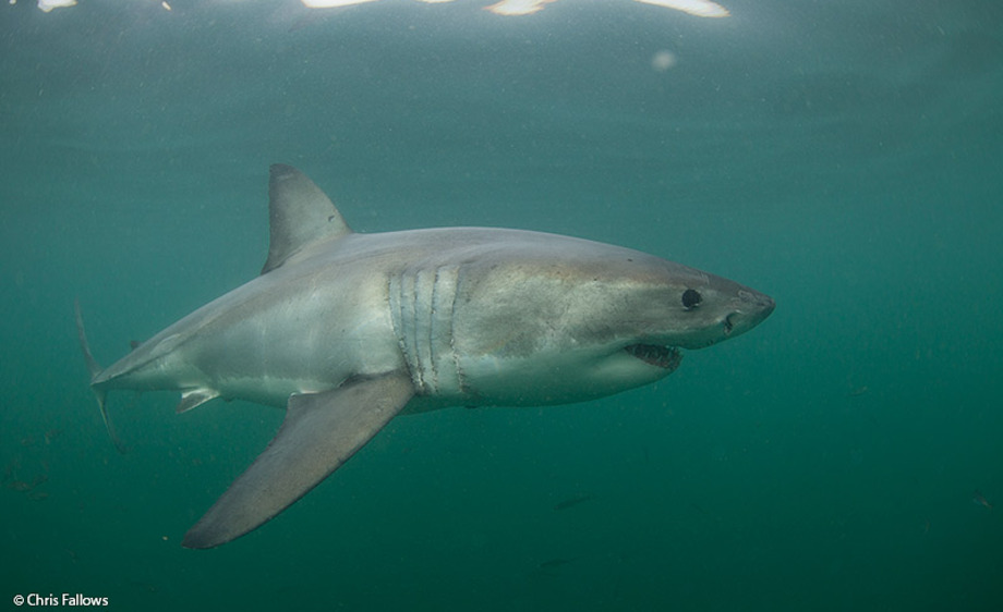 De bästa dykupplevelserna i Cape Town Shark Cage