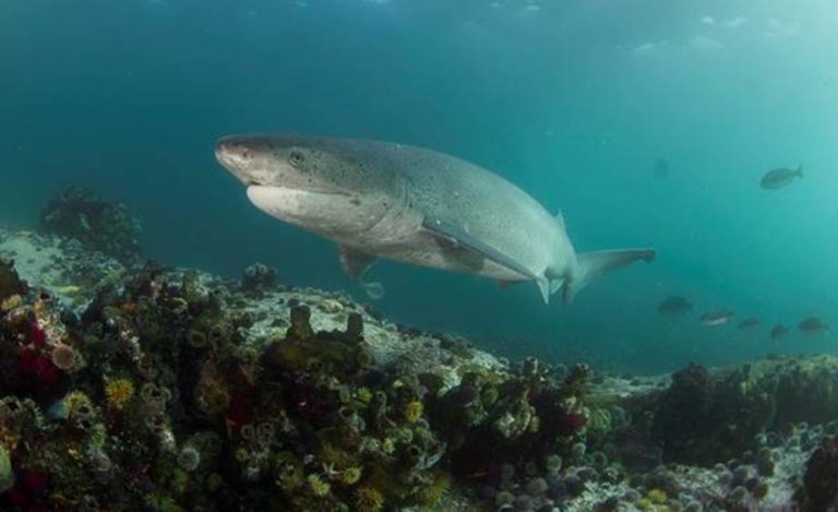 Buceo con tiburones Septiembre 2019