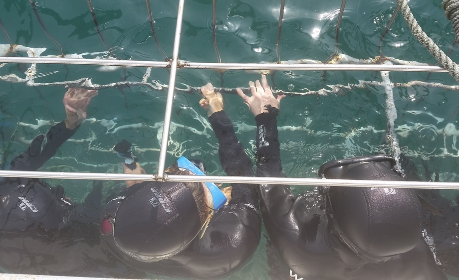 Shark Cage Divers