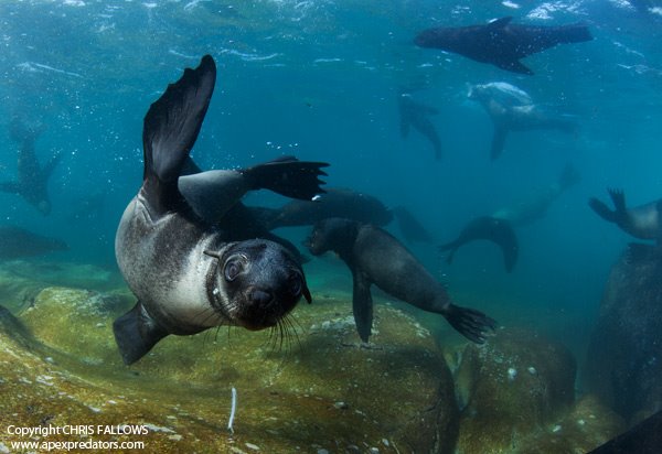 zeehonden snorkelen kaapstad