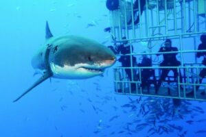 Spannende kooiduikervaring met grote witte haaien in Gansbaai