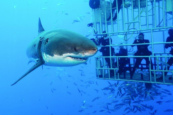 Emozionante esperienza di immersione in gabbia con i grandi squali bianchi a Gansbaai