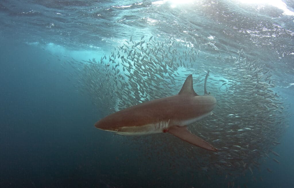 specie di squalo balena di bronzo sudafricano