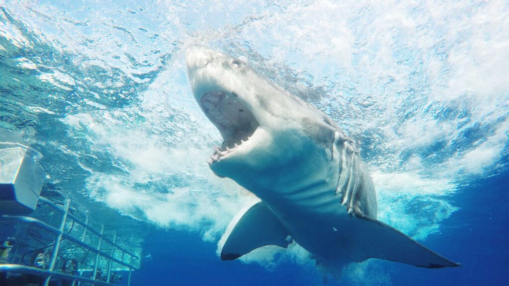 Plongée en cage aux requins sur l'île de Neptune