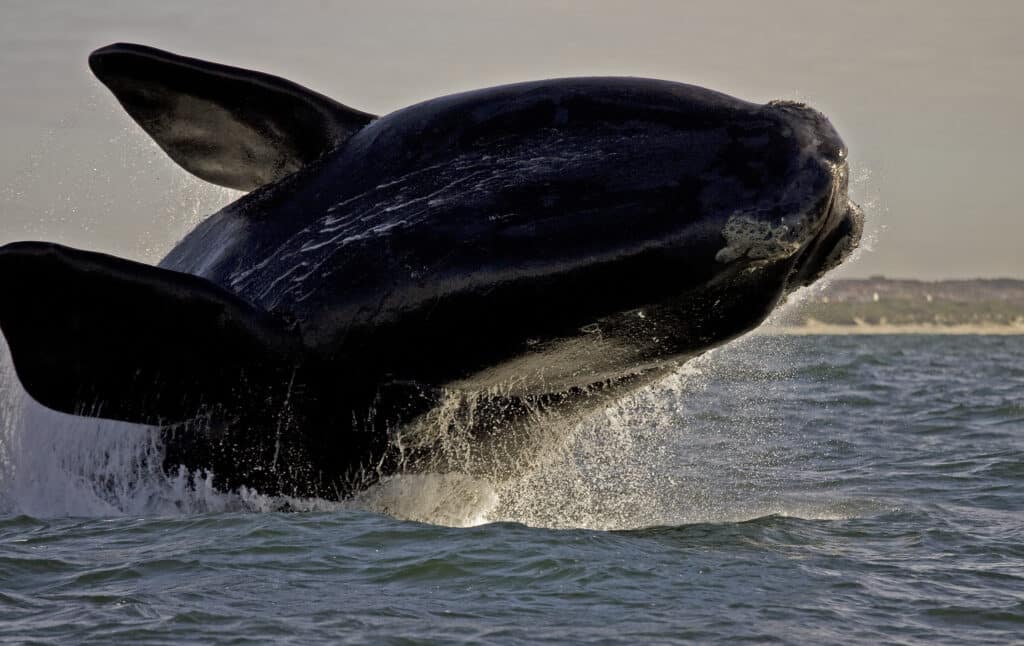 whale watching cape town