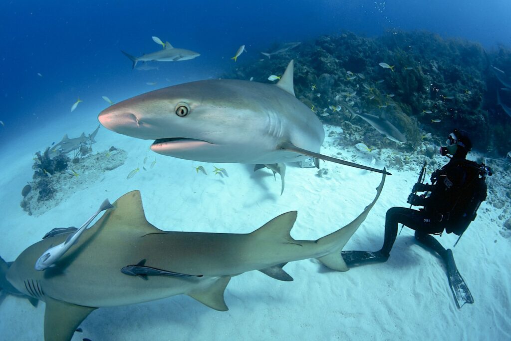 Cage Diving with Sharks i Cape Town i mars 2018