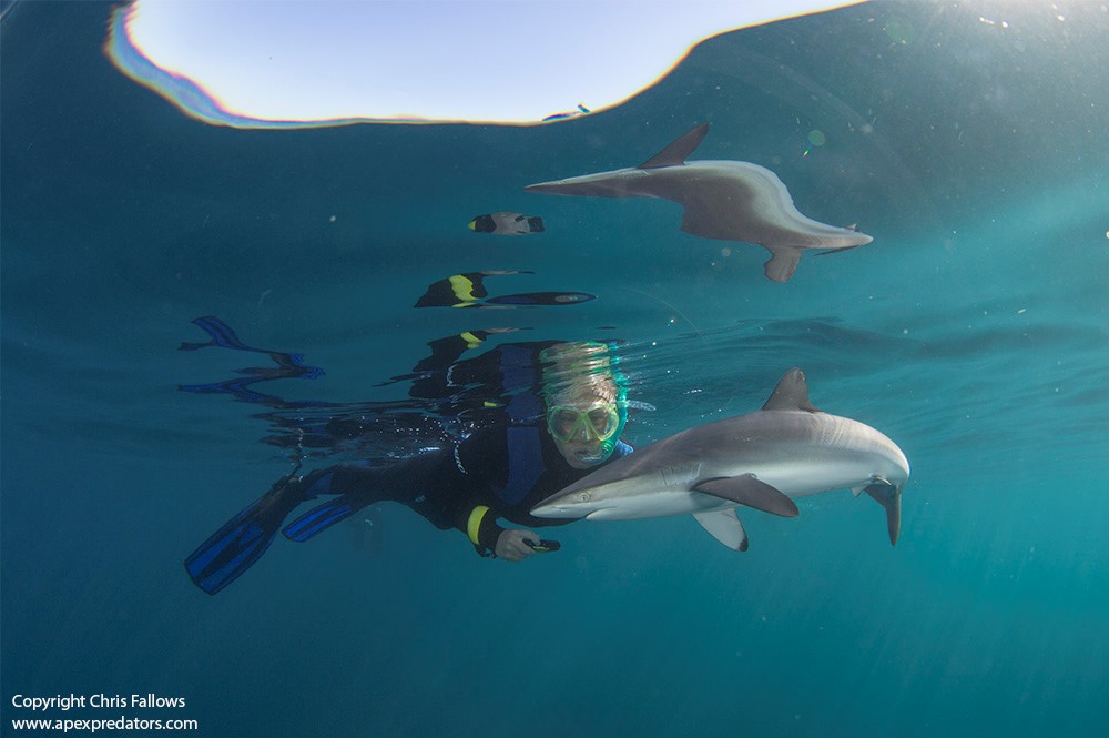 western cape shark cage diving