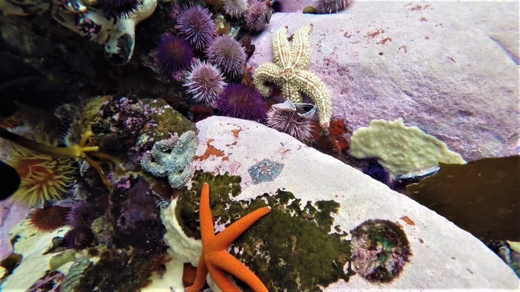 kelp forest dive cape town