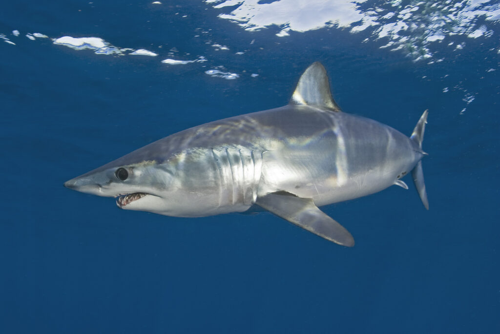 Great White Shark Cage Diving Cape Town i Sør-Afrika