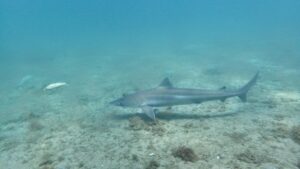 L'effondrement des espèces de requins plus petits - Afrique du Sud