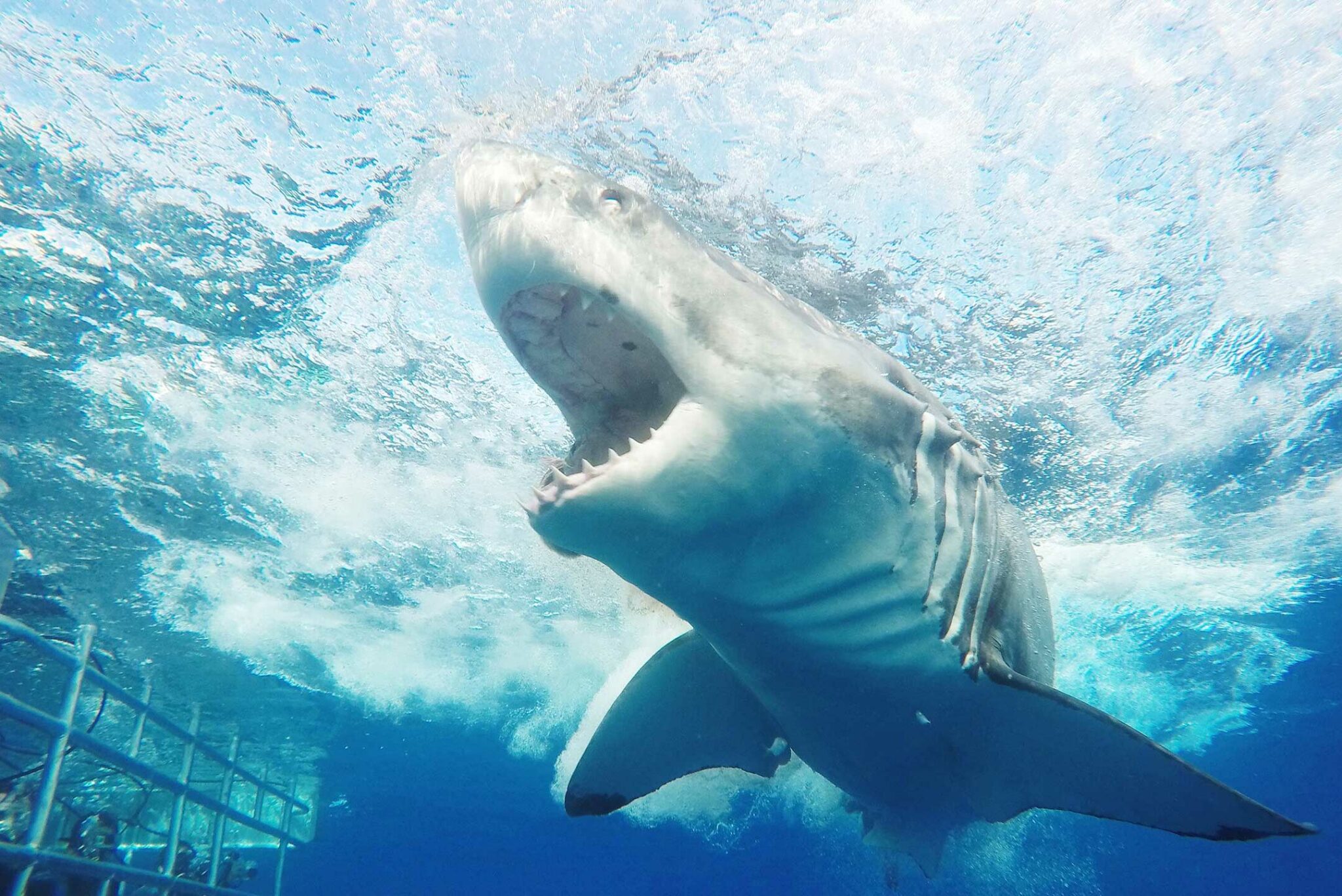 Neptune Island shark cage diving