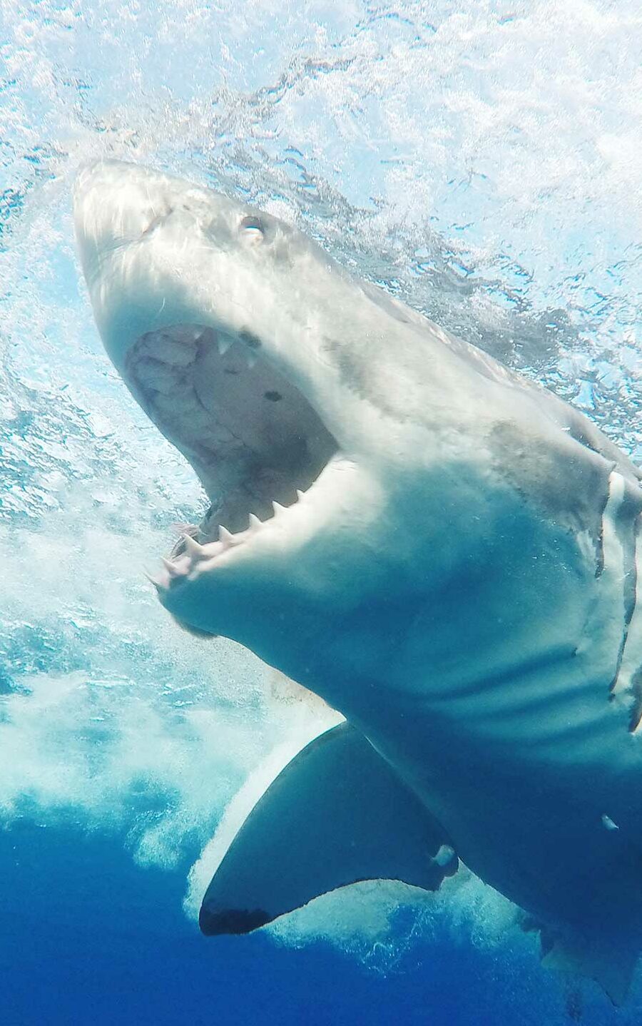 Buceo en jaula con tiburones en la isla de Neptuno