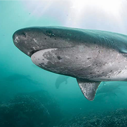 Shark Cage Diving na Cidade do Cabo