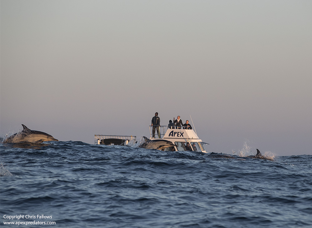 Tours de delfines APEX