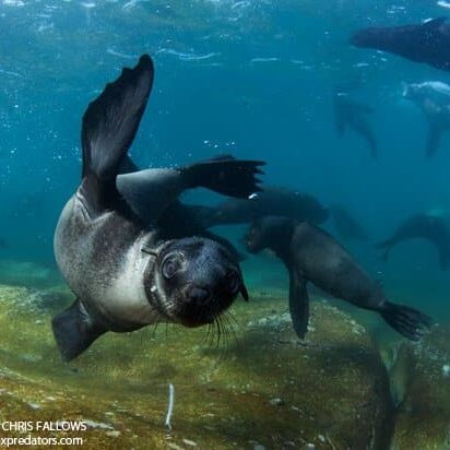 foca snorkeling città del capo