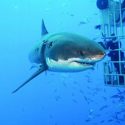 Plongée en cage à Guadalupe