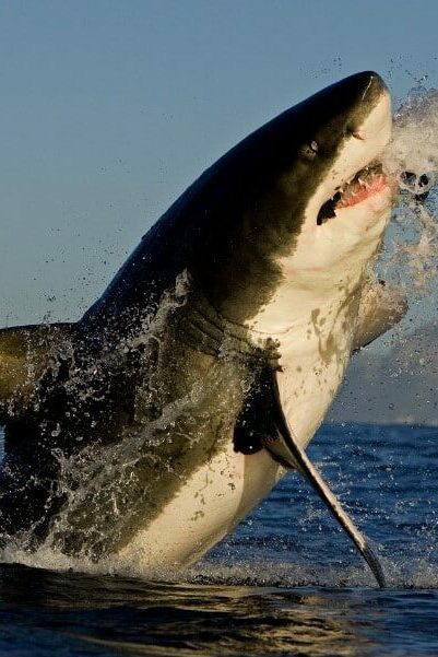 shark breaching