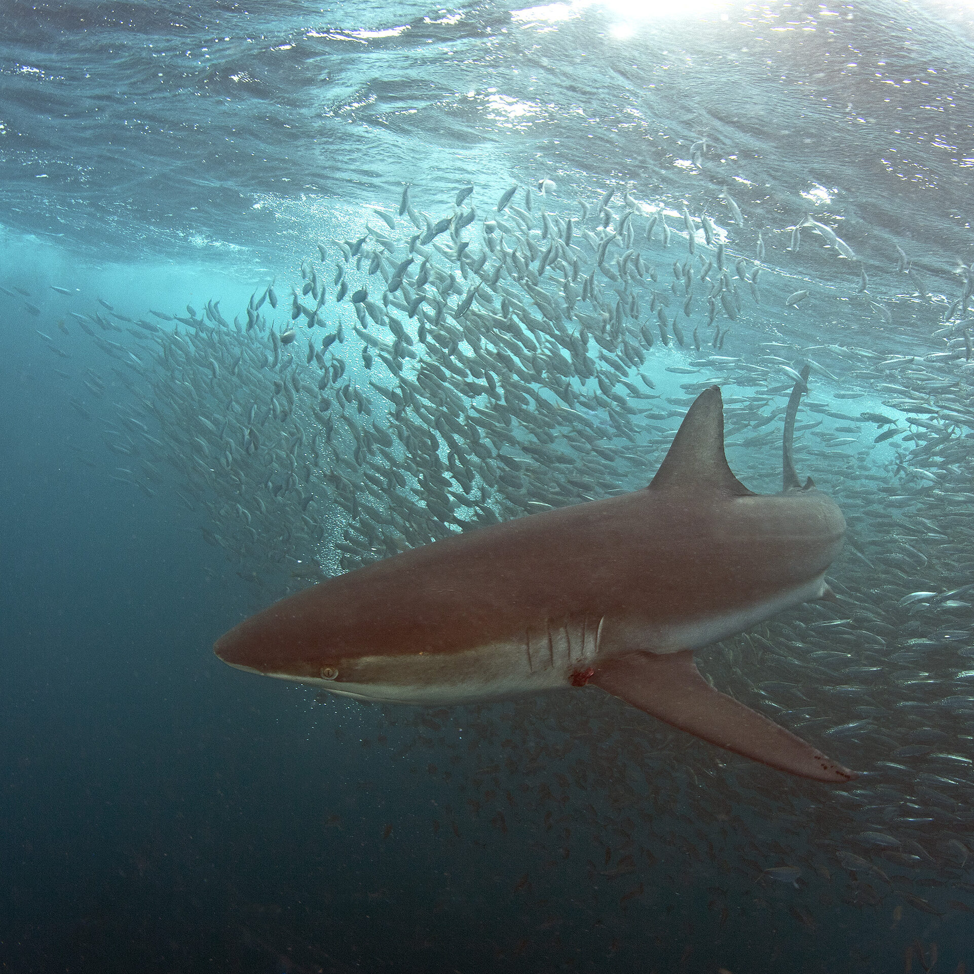 specie di squalo balena di bronzo sudafricano