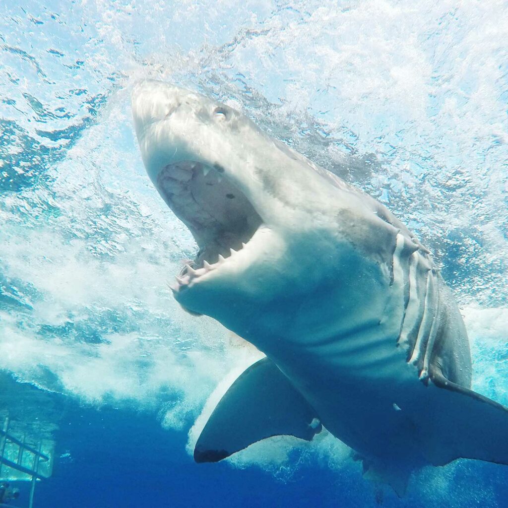 Buceo en jaula con tiburones en la isla de Neptuno