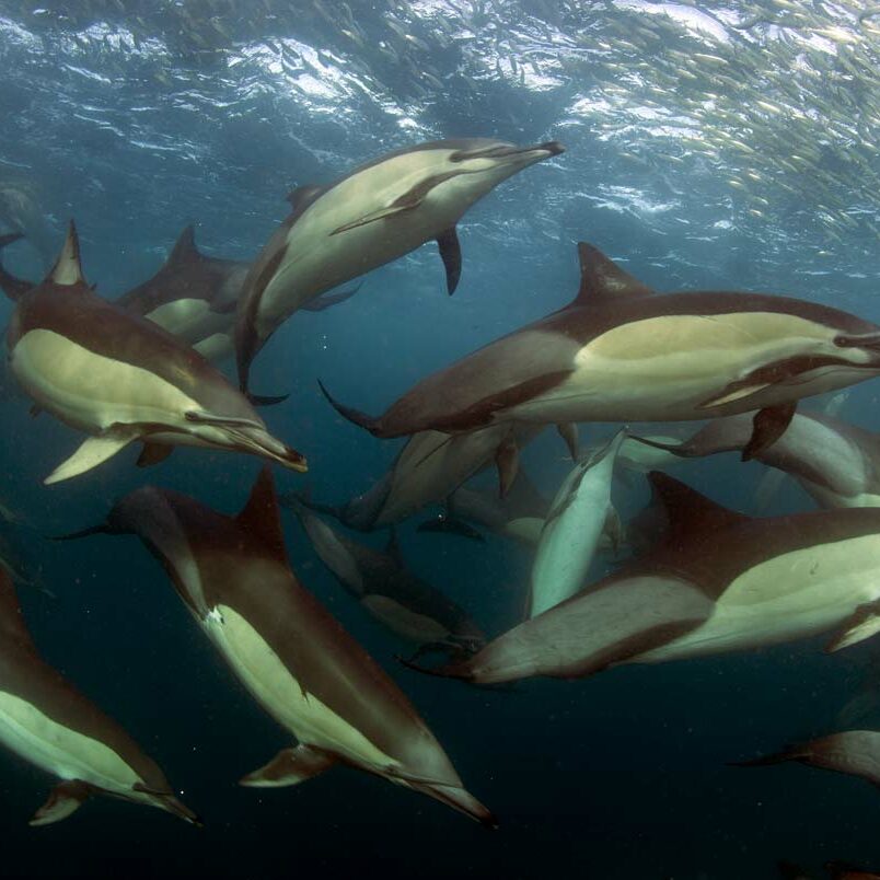 Corsa delle sardine