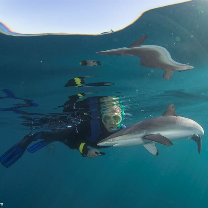 buceo en jaula de tiburones en el cabo occidental