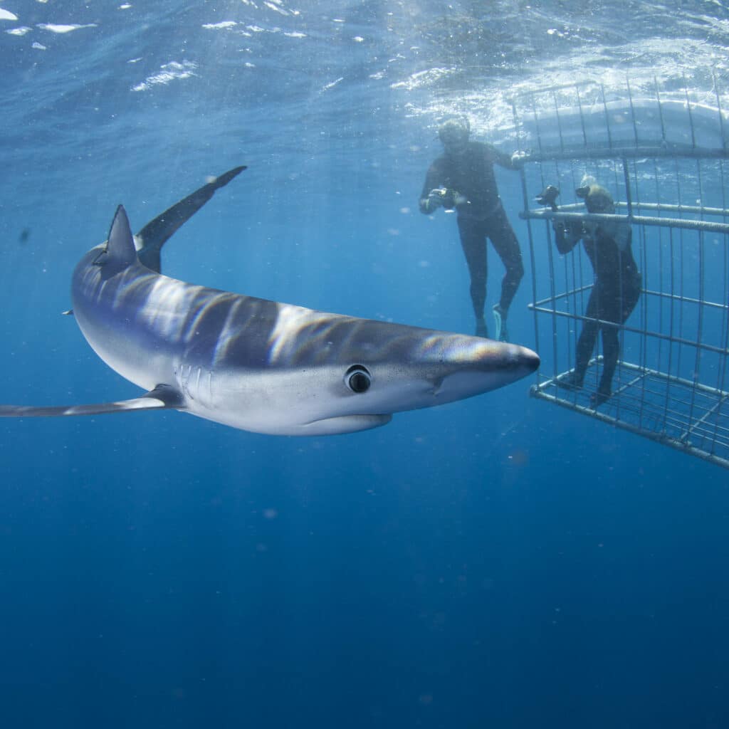 shark cage diving