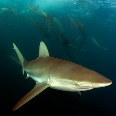 shark cage diving South Africa