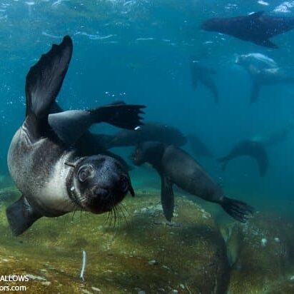 säl snorkling Kapstaden