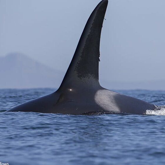 Buceo en jaula con grandes tiburones blancos en julio de 2018