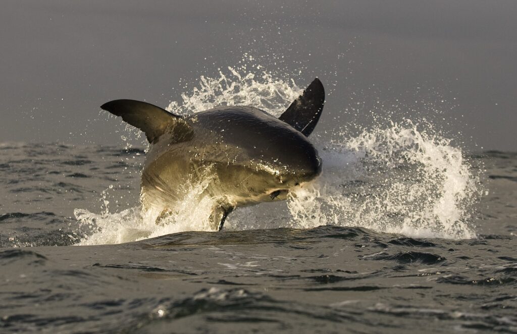 great white sharks leaving south african coasts